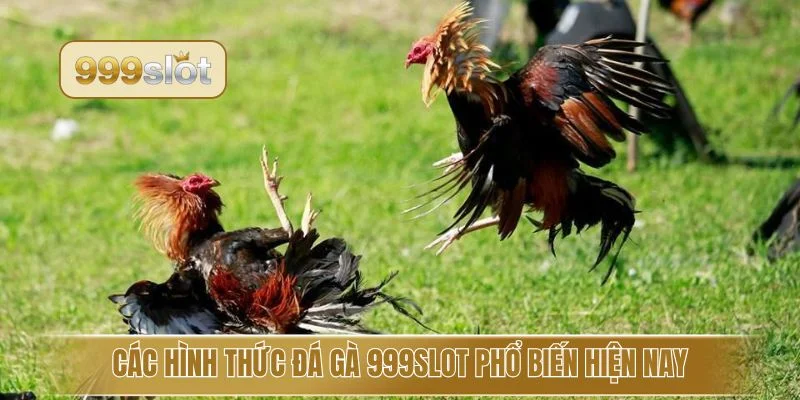 Các hình thức đá gà 999slotphổ biến hiện nay