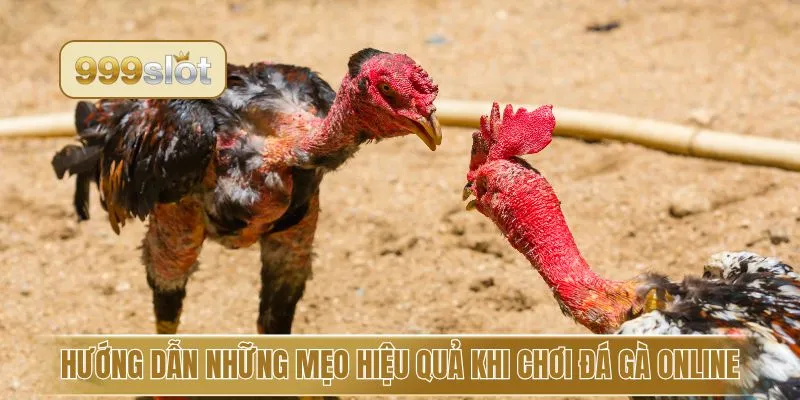 Hướng dẫn những mẹo hiệu quả khi chơi đá gà online