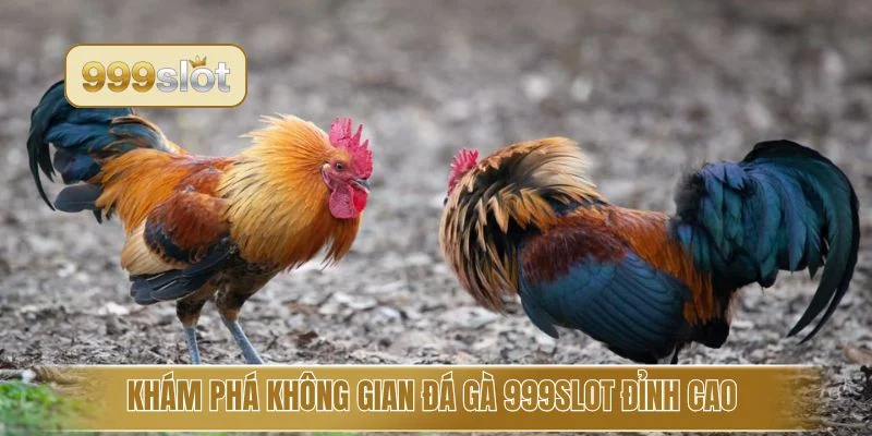 Khám phá không gian đá gà 999slot đỉnh cao